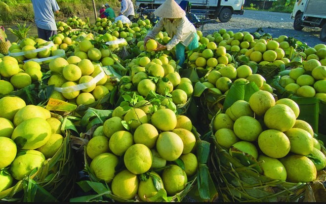Fruits exotiques du Sud Vietnam - ảnh 7